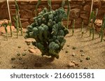 Small photo of Superior, AZ, USA - May 2022: large dinosaur back cactus in Boyce Thompson Arboretum