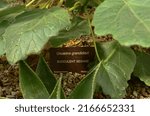 Small photo of Superior, AZ, USA - May 2022: succulent sesame plant and sign in Boyce Thompson Arboretum