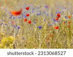 Small photo of Wild poppies and Centaurea (or centaury) in the Chuy Valley. Southern Kazakhstan, in the northern part of the Tian Shan.