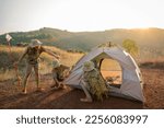Small photo of 3 Boy Scout students attending a scout camp having good teamwork are setting up a tent to sleep in the camp in the evening as the sun sets.