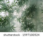 Tropical Bamboo Trees Behind...