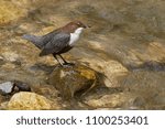 The White Throated Dipper ...