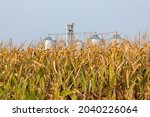 Cornfield ready for fall harvest with grain storage elevator in background. Corn harvest season, farming and agriculture concept