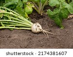 Large White Turnip Growing In...