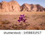 Desert Flower Wadi Rum Jordan...