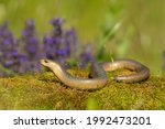 Slow worm  anguis fragilis ...