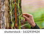Small photo of Closeup cropped image of human hand decorating yellow string with green braided leaves and wooden bamboos wampum during world and spoken word festival
