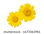 Yellow Daisy Flower Isolated On ...