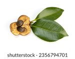Camellia nut with seeds and...