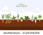 fresh organic vegetable garden... | Shutterstock .eps vector #1126196204