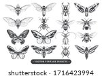 Vector Set Of Different Insects ...