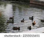 Ducks and drakes in the water