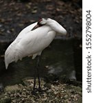 Small photo of Whopping Crane bird standing tall with a nice foliage background enjoying its surrounding and environment while exposing its body, wings, head, long neck, beak.
