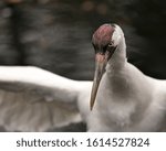 Whopping Crane bird head close-up profile view with spread wings with background displaying red crown on its head, eye, beak, white color in its surrounding and environment.