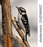 Woodpecker Male On A Tree...