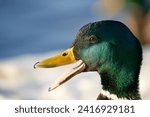 Greenhead mallard (ANAS PLATYRHYNCHOS) duck closeup portrait with open beak                 