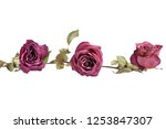 Three Pink Roses Flowers In...