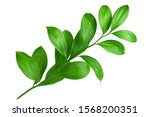 One branch with green leaves on white background isolated close up, fresh grass, herbal illustration, decorative plant, natural floral design, organic nature sign, agriculture symbol, ecology icon