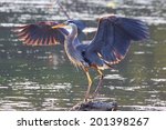 Great Blue Heron  Victoria  Bc  ...