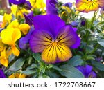 Beautiful Blooming Viola...