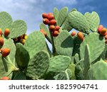 Sicilian Opuntia Cactus Plant...