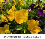 Vibrant Yellow Viola Cornuta...