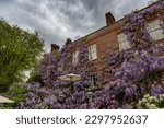 Small photo of Ticehurst, East Sussex, United Kingdom - May 5th 2019: The rear elevation of Pashley Manor Gardens, built in a Georgian style and covered with beautiful wisteria