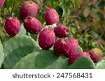 Red And Ripe Prickly Pear On...