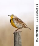 Small photo of Voice of the Prairies: a Western Meadowlark on a fence post.