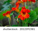 Tropaeolum Commonly Known As...
