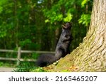 A Black Squirrel  A Melanistic...