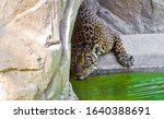 Jaguar Drinking Water In The Zoo