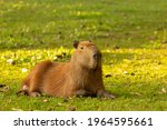 Capybara Smiling  Lying On The...