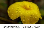 Water Droplets On Yellow Flower ...