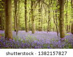 A Carpet Of Bluebells In A Wood ...