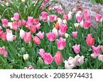 Small photo of Pink and white triumph tulips 'innuendo' in flower
