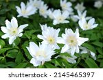 Small photo of White Wood anemone, ladyâ€™s nightcap, in flower