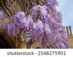 Well Established Wisteria...