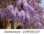 Well Established Wisteria...