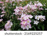 Small photo of White rosa 'Lyda Rose' in flower