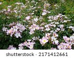 Small photo of White rosa 'Lyda Rose' in flower