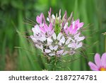 Pink And White Spider Flower In ...