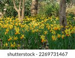 Pretty Narcissus Daffodils  ...