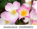 Small photo of White rosa 'Lyda Rose' in flower