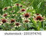 Small photo of Lime and purple Echinacea 'Green Twister' coneflowers in bloom