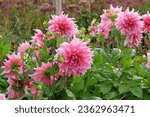 Small photo of Dusky pink dinner plate Dahlia 'Otto's Thrill' in flower.