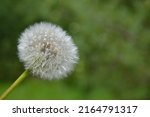 Small photo of Taraxacum officinale, the dandelion. Closeup. White ball of dandelion called dandelion clock. Yellow flower heads turn into round balls of many silver-tufted fruits that disperse in the wind