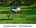Small photo of The grey crowned crane (Balearica regulorum). Other names: African crowned crane, golden crested crane, golden crowned crane.