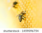 Macro photo of a bee hive on a...