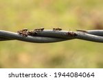 Single Ant Blurs As Others Hold Still along twisted metal fence